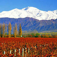 viñedos